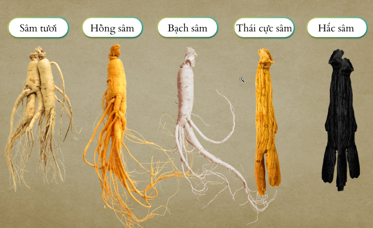 Các loại Sâm Hàn Quốc phổ biến