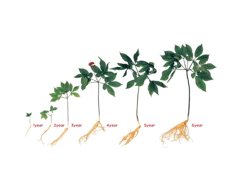 Hồng Sâm 6 năm tuổi